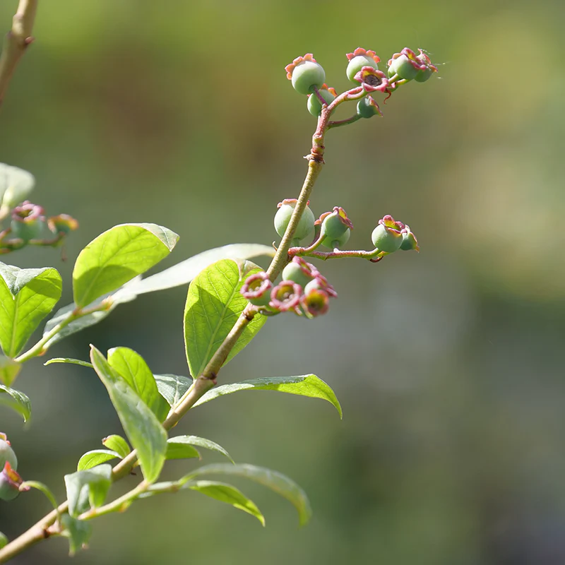 'Duke' Blueberry - Image 2