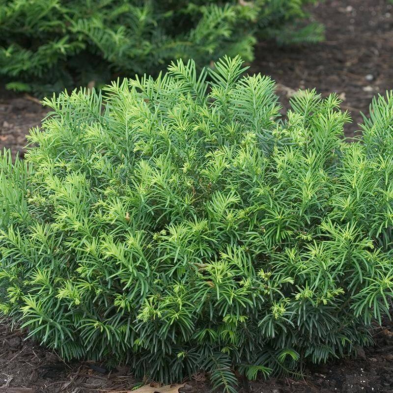 'Duke Gardens' Plum Yew