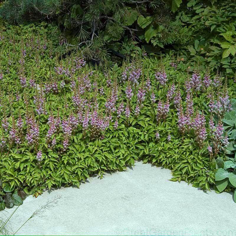 Dwarf Chinese Astilbe - Image 4