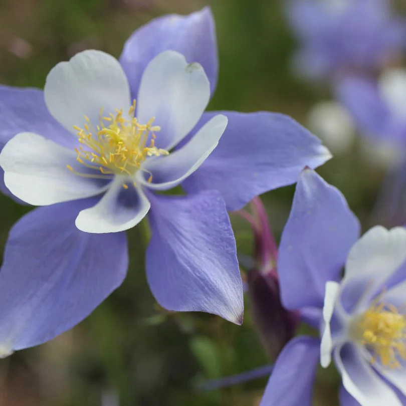 Earlybird™ Blue White Columbine (Aquilegia) - Image 2
