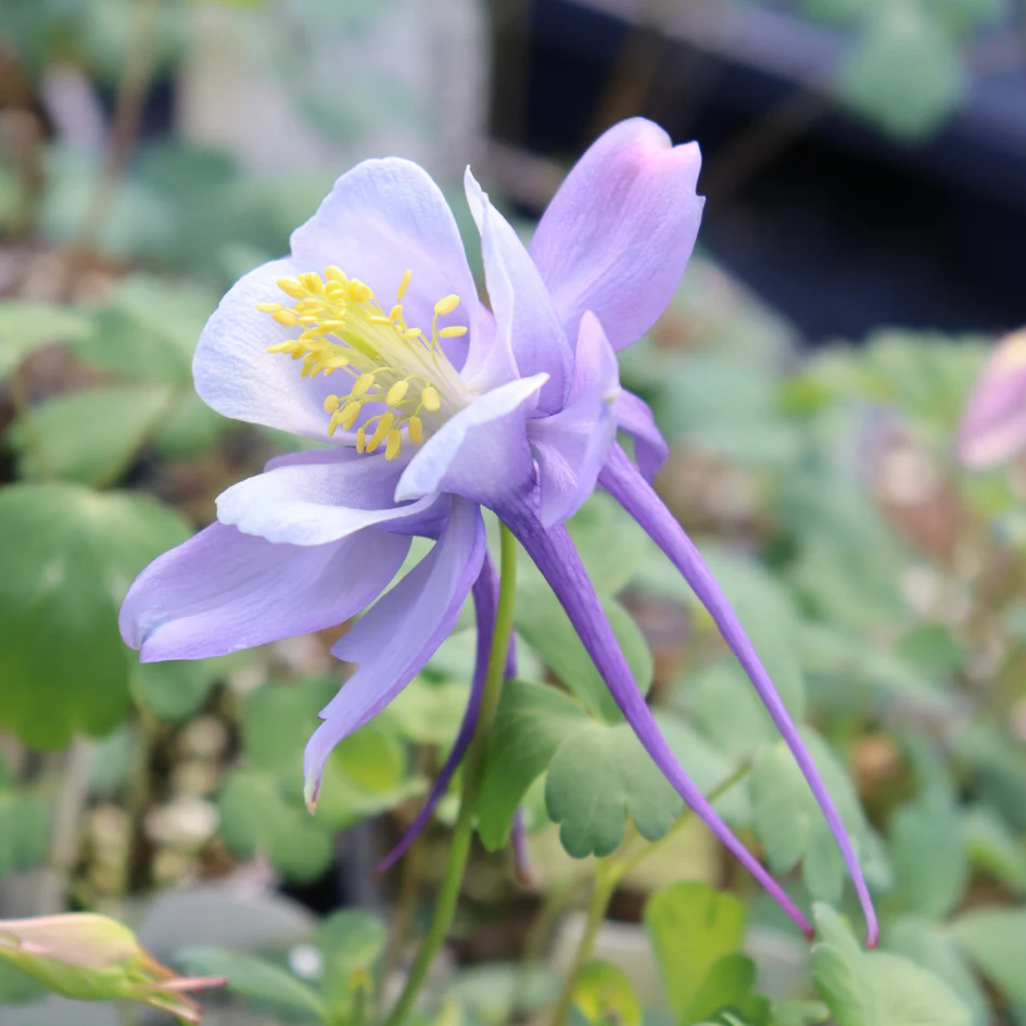 Earlybird™ Purple Blue Columbine (Aquilegia) - Image 2