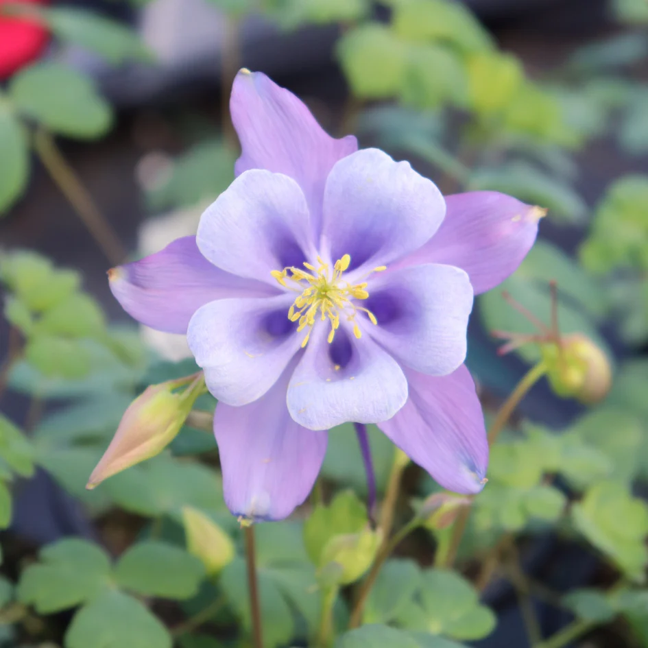 Earlybird™ Purple Blue Columbine (Aquilegia) - Image 3
