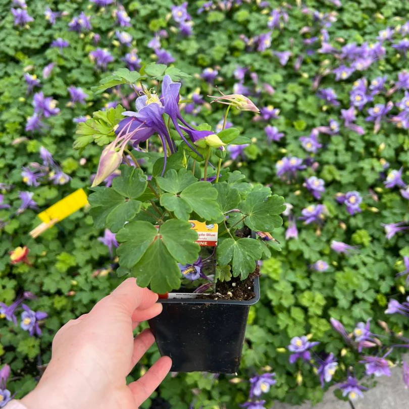 Earlybird™ Purple Blue Columbine (Aquilegia) - Image 4