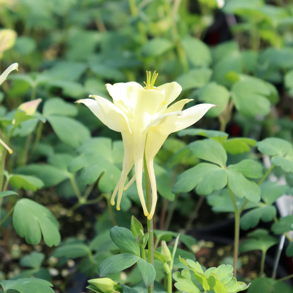 Earlybird™ Yellow Columbine (Aquilegia) - Image 2