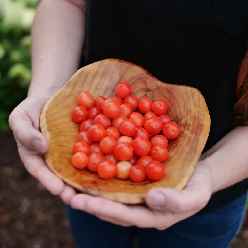 Easy As Pie™ Bush Cherry (Prunus) - Image 2