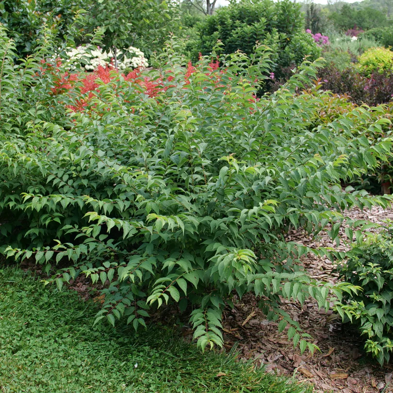 Easy As Pie™ Bush Cherry (Prunus) - Image 3