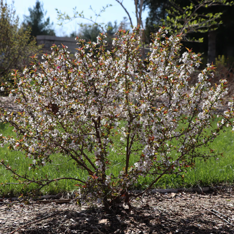 Easy As Pie™ Bush Cherry (Prunus) - Image 4
