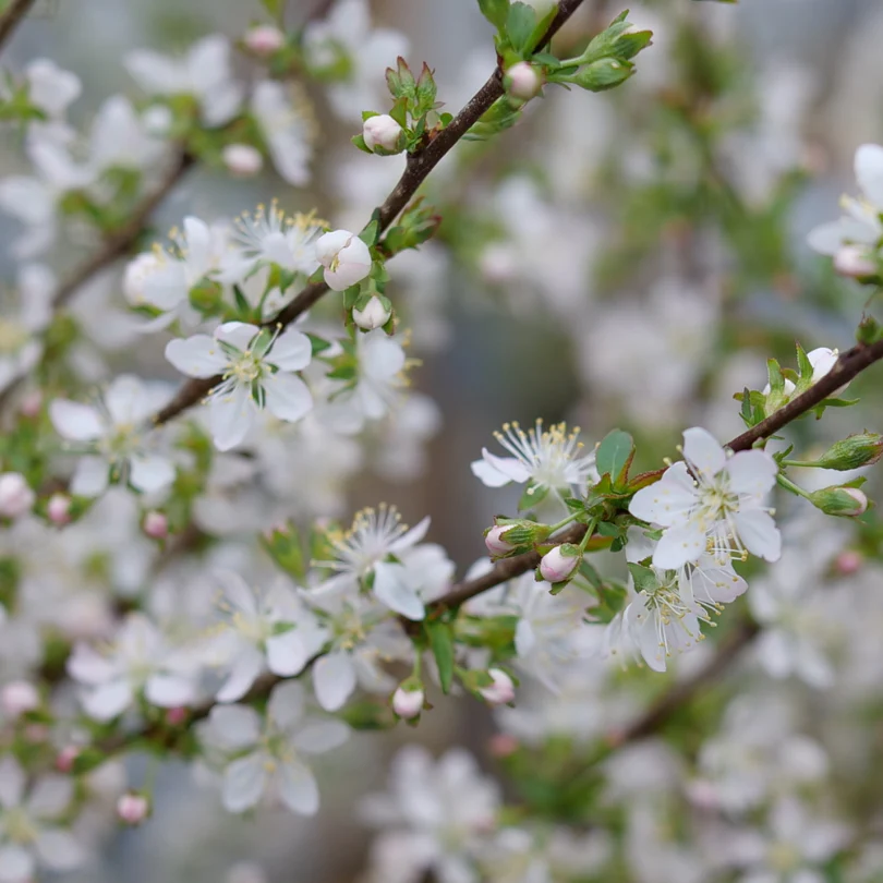 Easy As Pie™ Bush Cherry (Prunus) - Image 5