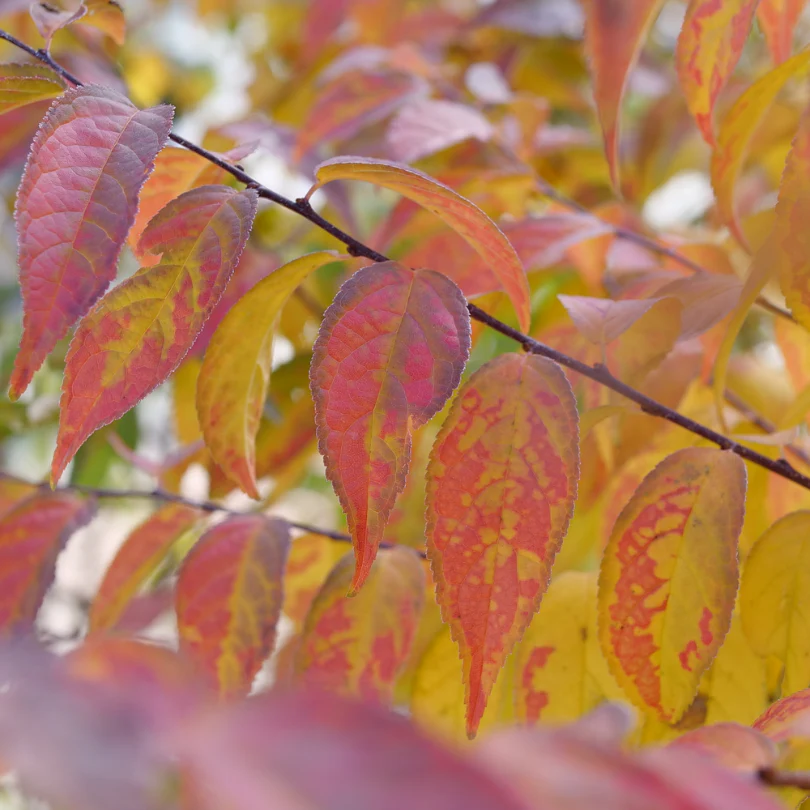 Easy As Pie™ Bush Cherry (Prunus) - Image 6