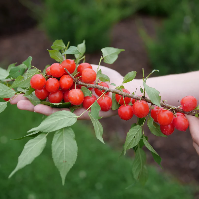 Easy As Pie™ Bush Cherry (Prunus) - Image 7