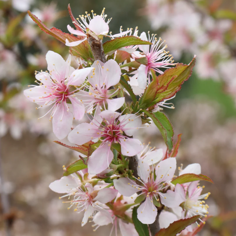 Easy As Pie™ Bush Cherry (Prunus) - Image 8