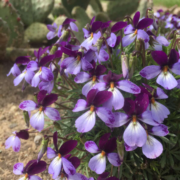 'Eco Artist Palette' Birdfoot Violet (Viola) - Image 2
