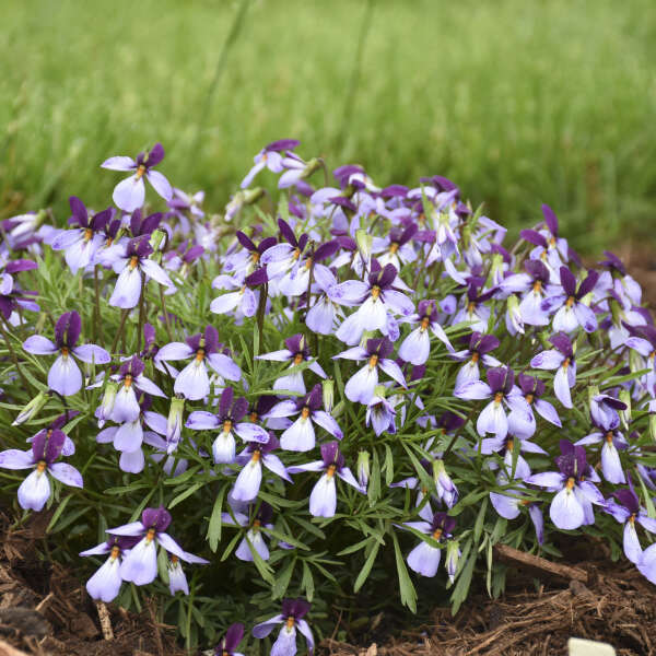 'Eco Artist Palette' Birdfoot Violet (Viola) - Image 3