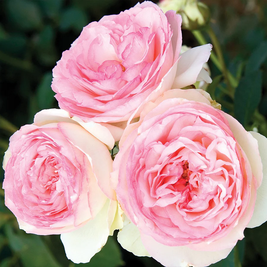 Eden Climber® Rose - Image 2