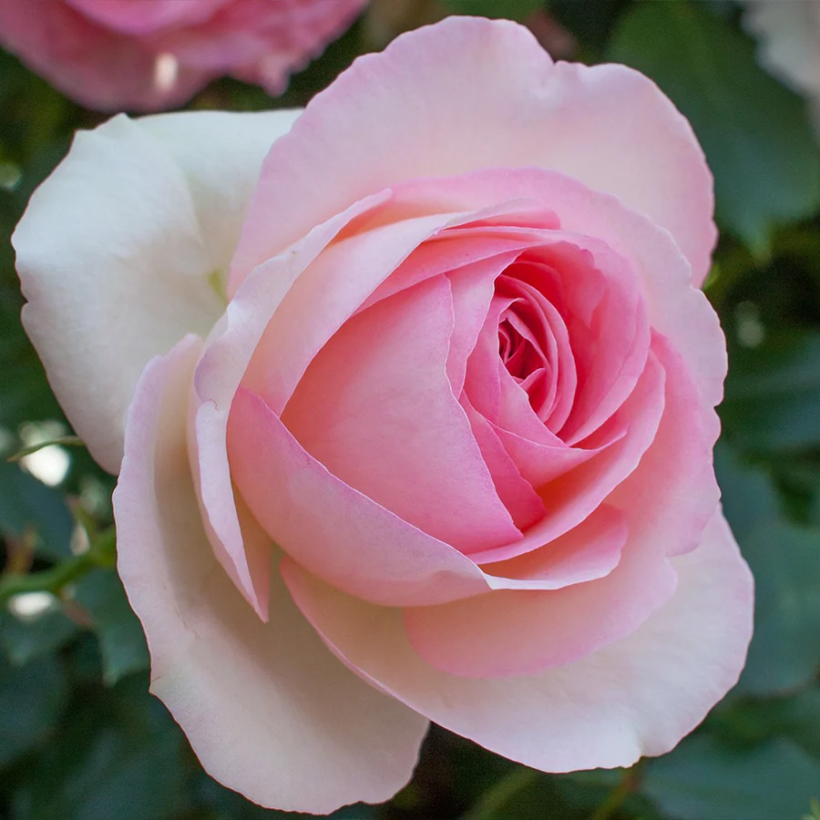 Eden Climber® Rose - Image 3