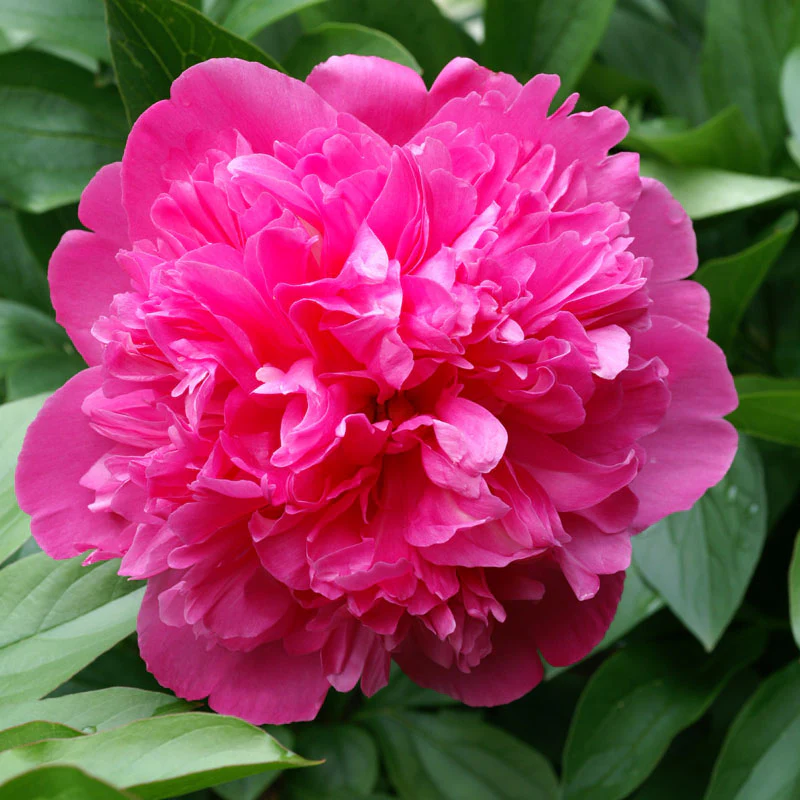 'Edulis Superba' Peony (Paeonia) - Image 2