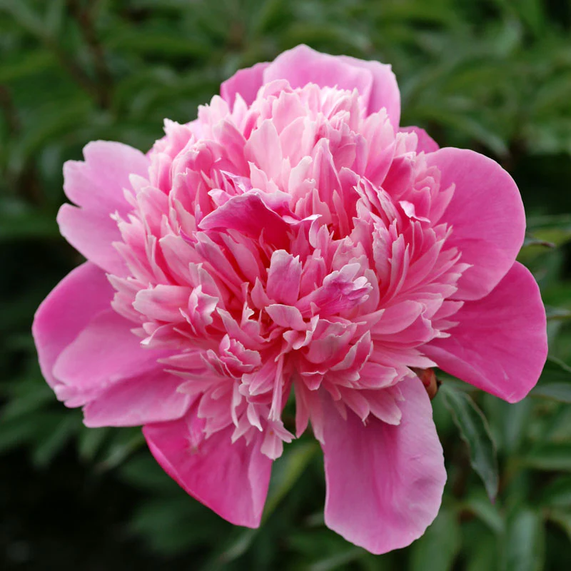 'Edulis Superba' Peony (Paeonia) - Image 4