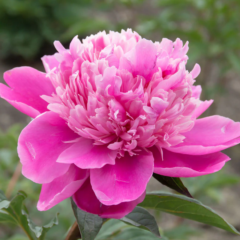 'Edulis Superba' Peony (Paeonia) - Image 5
