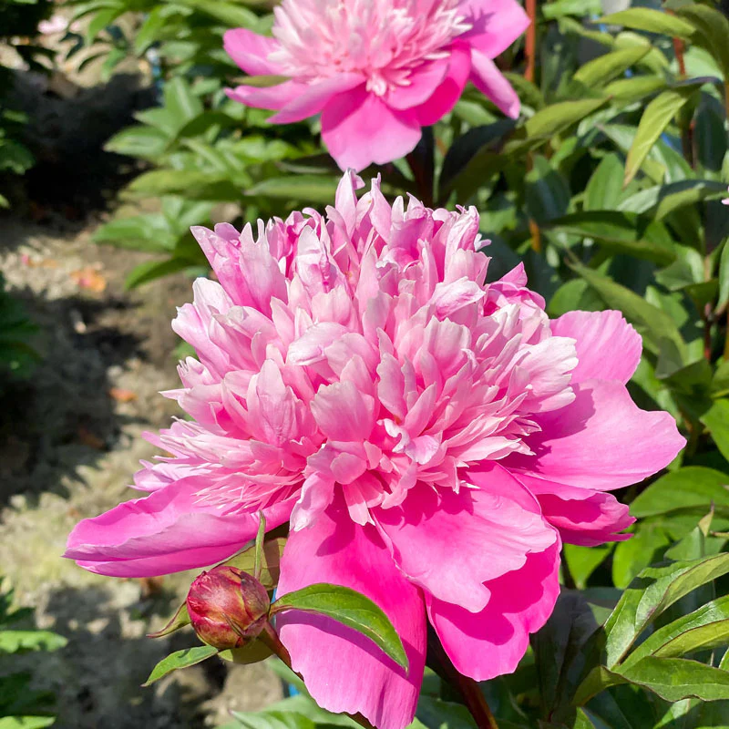 'Edulis Superba' Peony (Paeonia) - Image 6