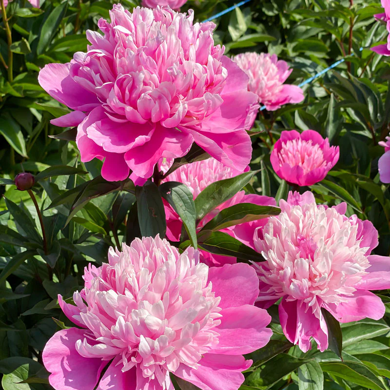 'Edulis Superba' Peony (Paeonia) - Image 7