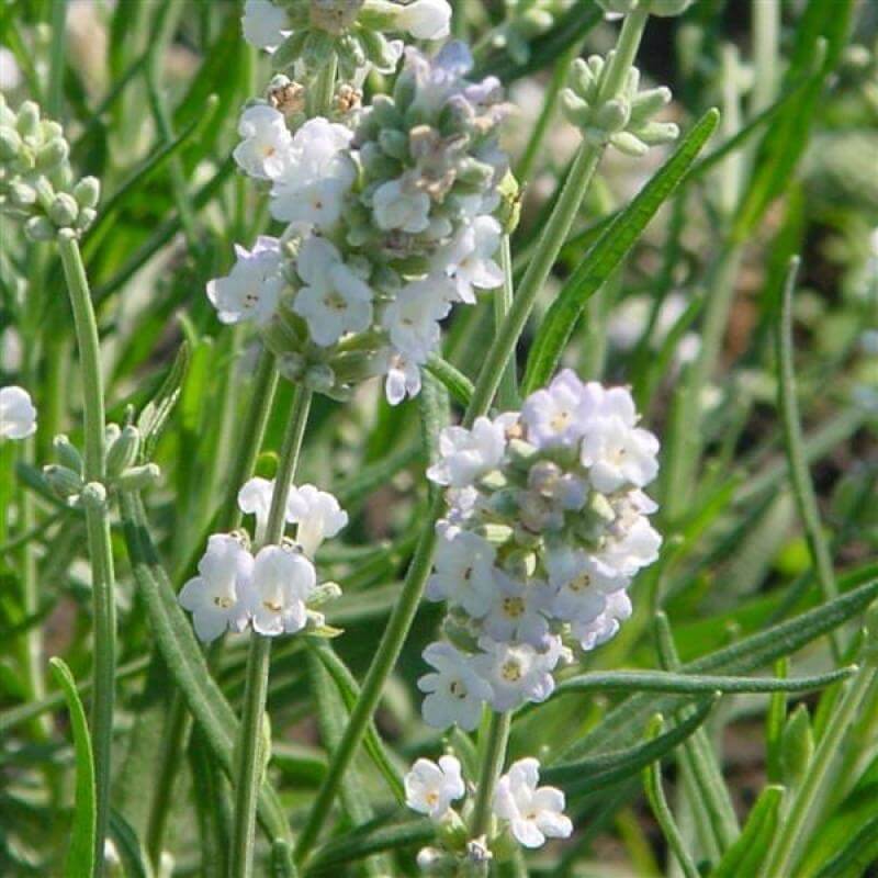'Ellagance Ice' Lavender