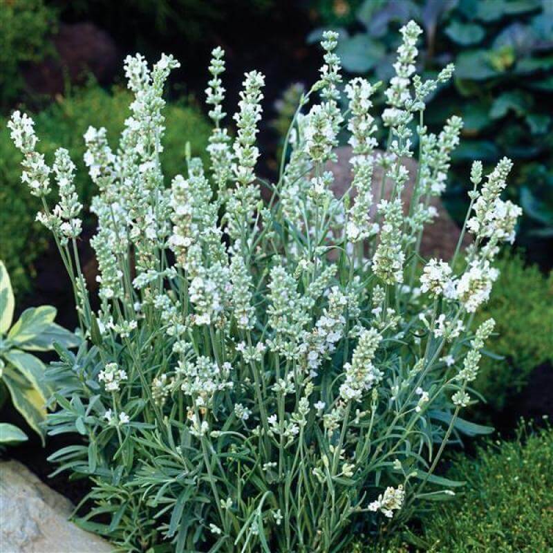 'Ellagance Ice' Lavender - Image 2
