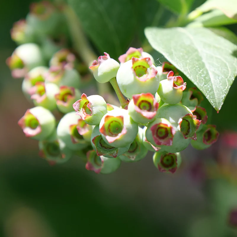 'Elliott' Blueberry (Vaccinium) - Image 2