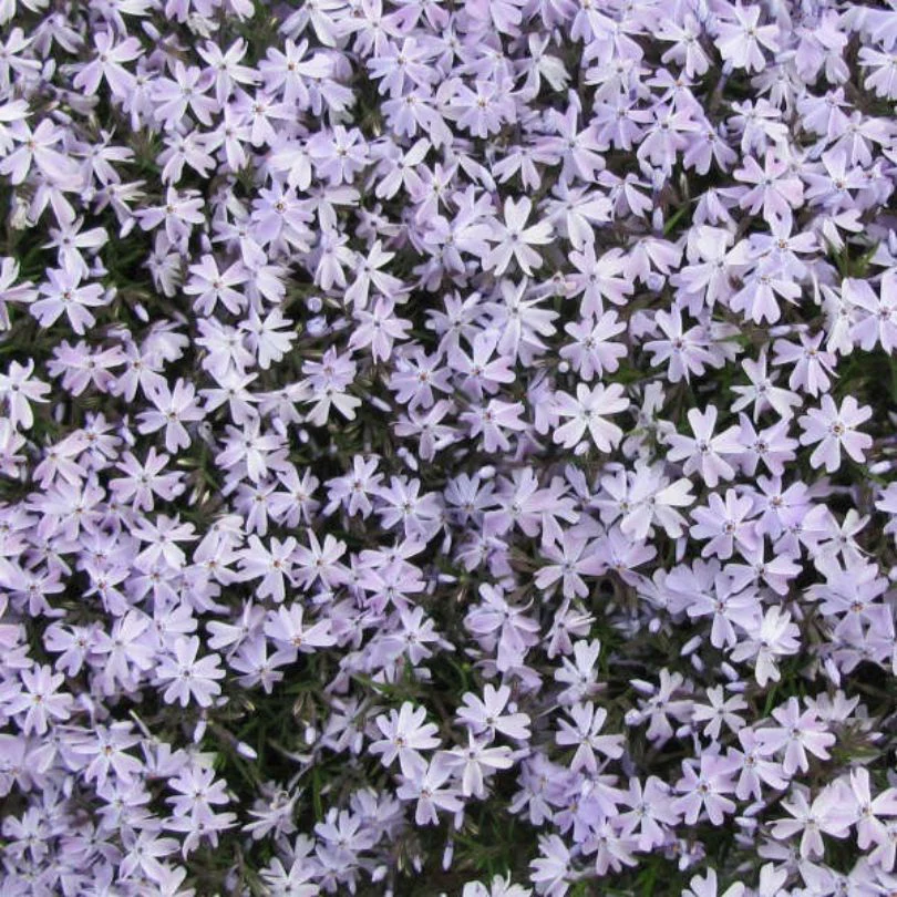 'Emerald Blue' Creeping Phlox - Image 3