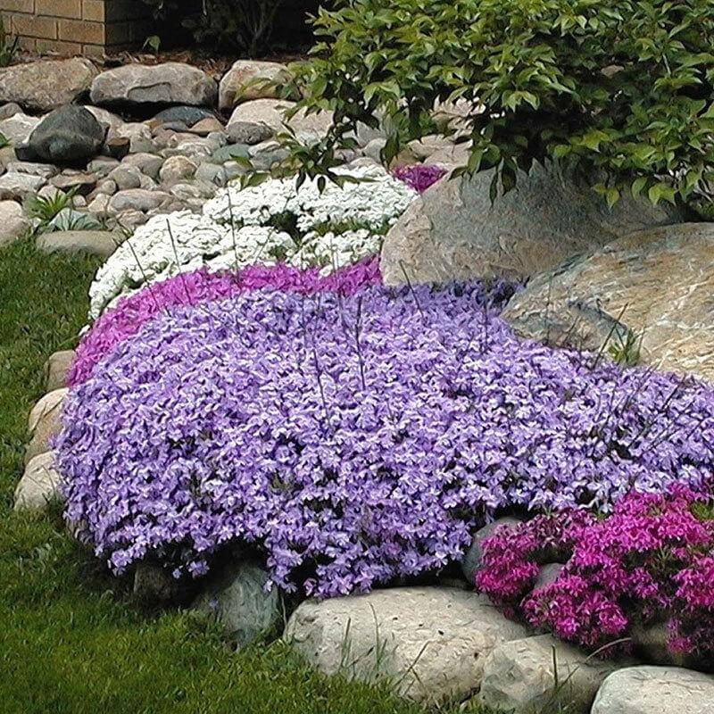'Emerald Blue' Creeping Phlox - Image 4