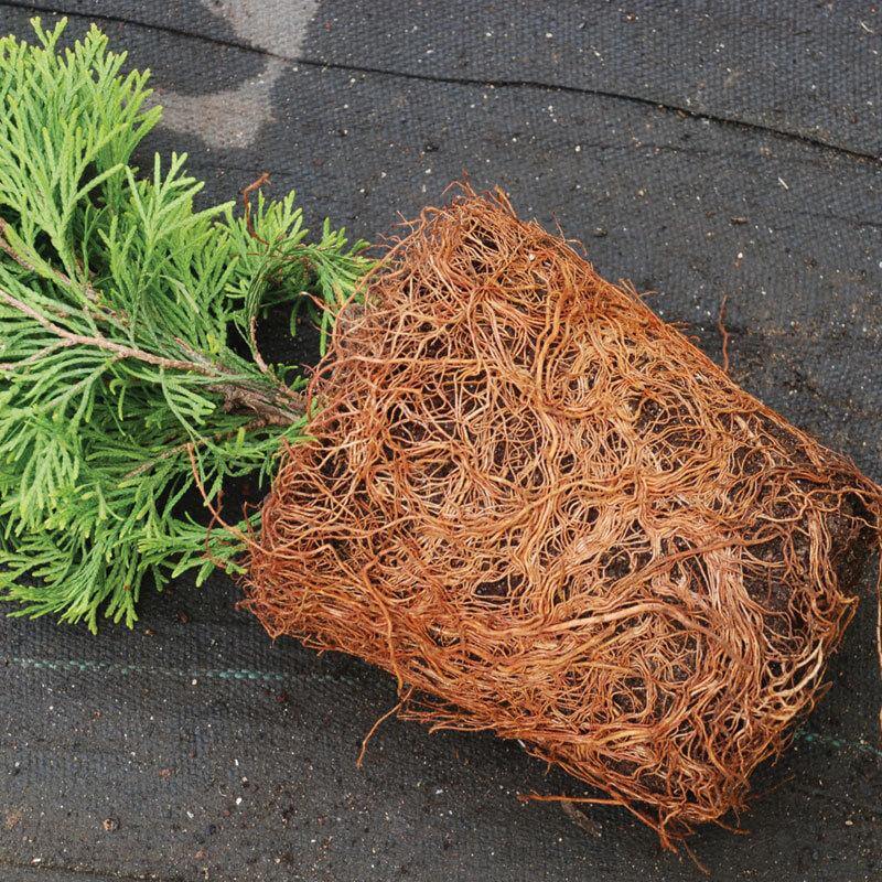 'Emerald Green' Arborvitae (aka 'Smaragd') - Image 4