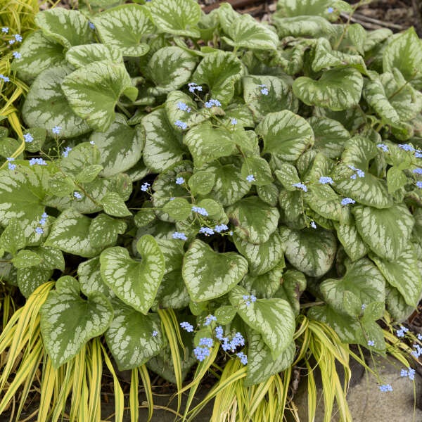 'Emerald Mist' Siberian Bugloss (Brunnera) - Image 2