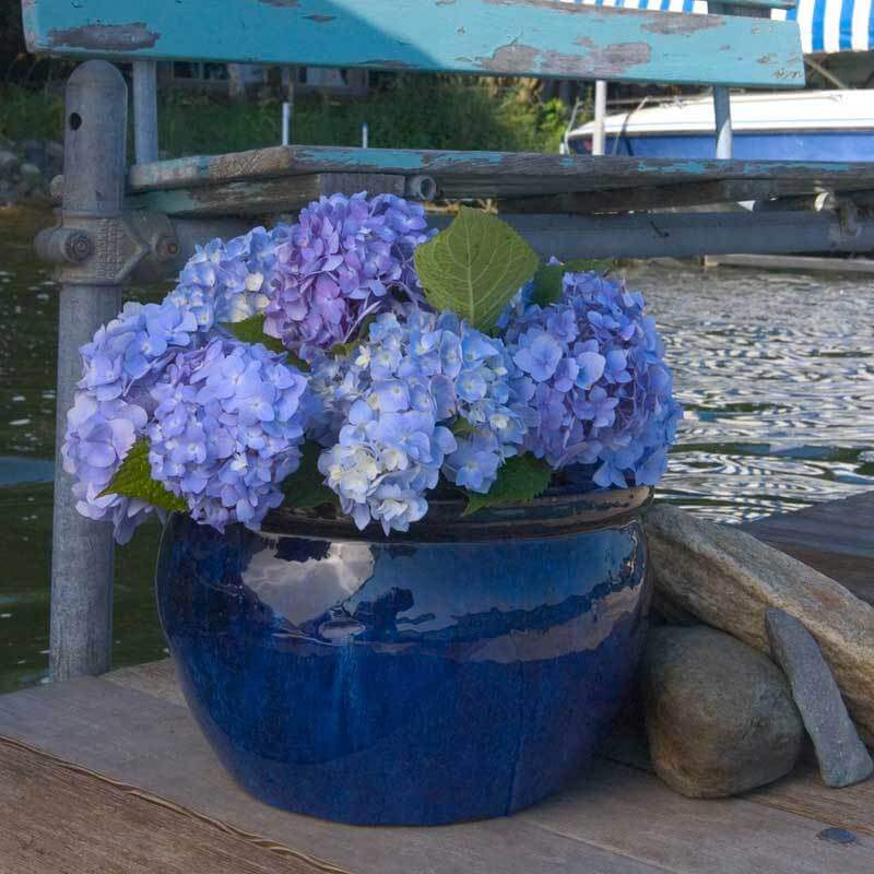 Endless Summer® Bigleaf Hydrangea - Image 10