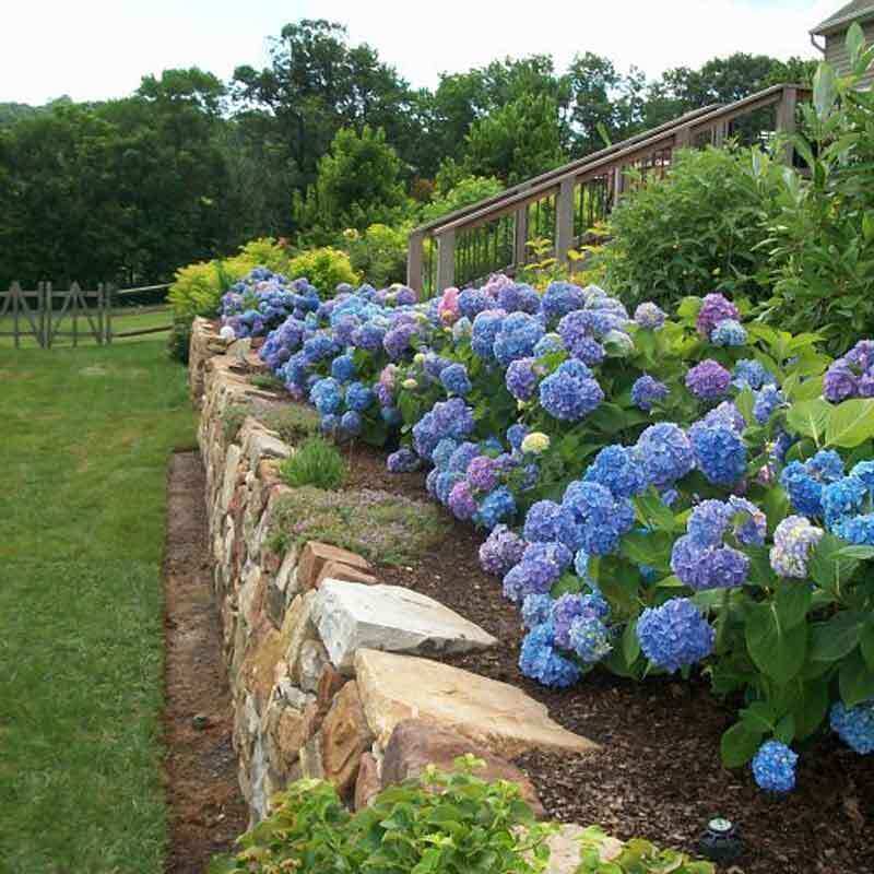 Endless Summer® Bigleaf Hydrangea - Image 2