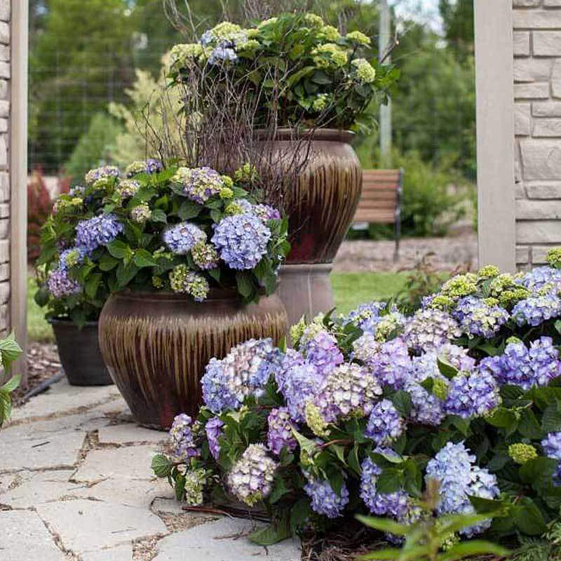 Endless Summer® BloomStruck® Bigleaf Hydrangea - Image 2