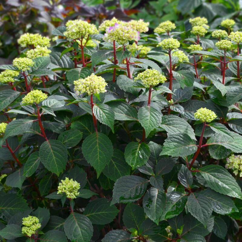 Endless Summer® BloomStruck® Bigleaf Hydrangea - Image 4