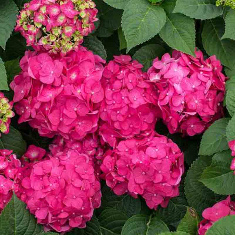 Endless Summer® Summer Crush® Bigleaf Hydrangea - Image 4