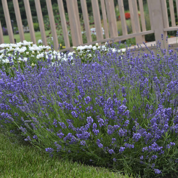 'Essence Purple' Lavender (Lavandula) - Image 2