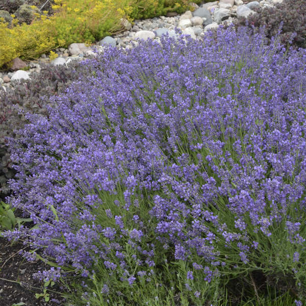 'Essence Purple' Lavender (Lavandula) - Image 3