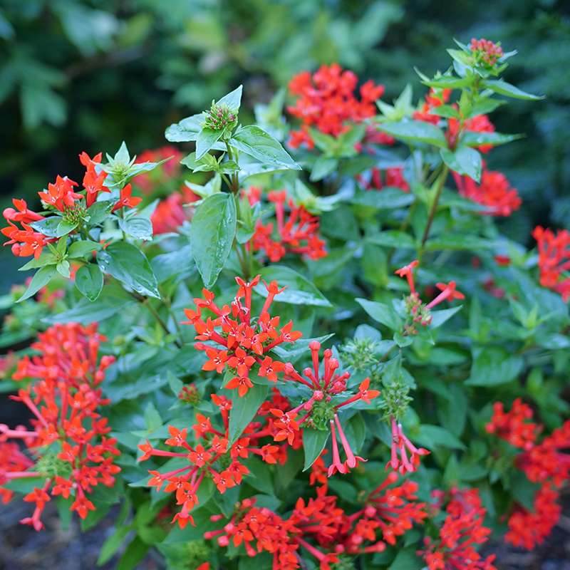 Estrellita™ Scarlet Firecracker Bush (Bouvardia) - Image 2