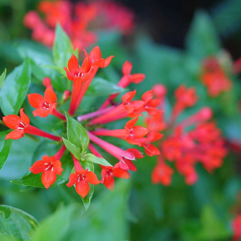Estrellita™ Scarlet Firecracker Bush (Bouvardia) - Image 3