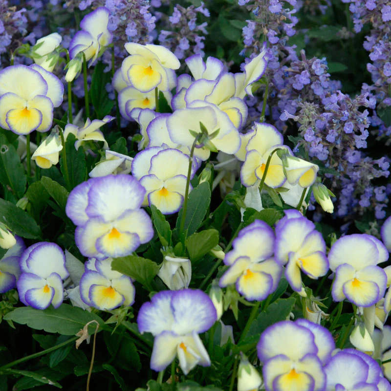 'Etain' Perennial Violet (Viola)
