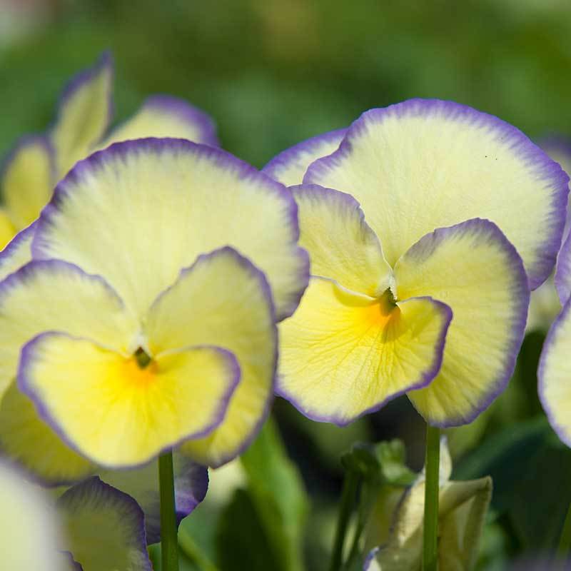 'Etain' Perennial Violet (Viola) - Image 2