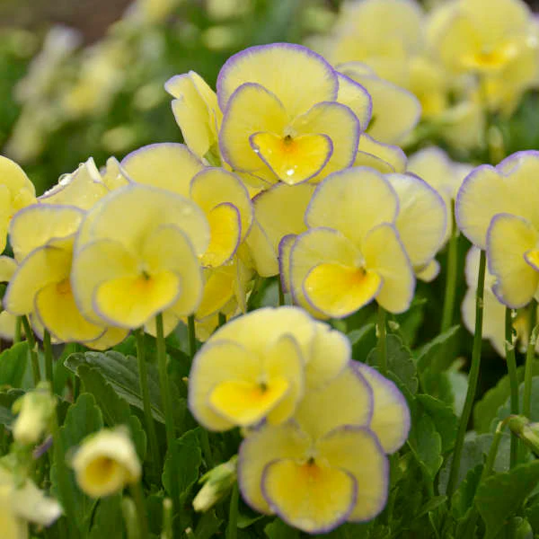 'Etain' Perennial Violet (Viola) - Image 3