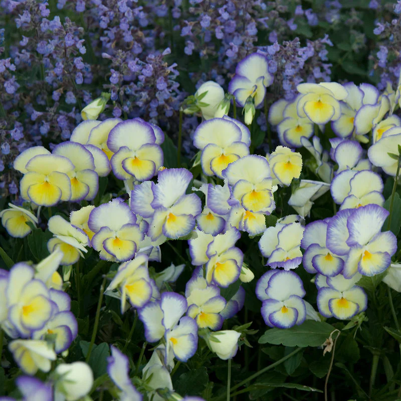 'Etain' Perennial Violet (Viola) - Image 4