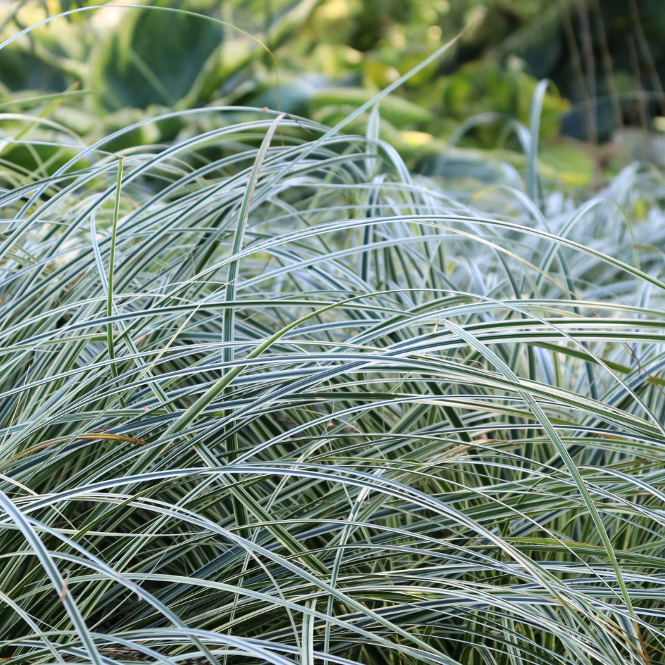 EverColorĀ® 'Everest' Sedge (Carex)