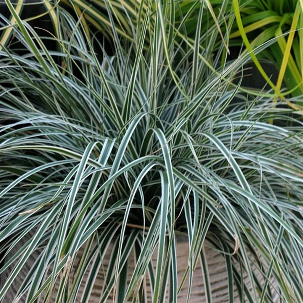 EverColorĀ® 'Everest' Sedge (Carex) - Image 2