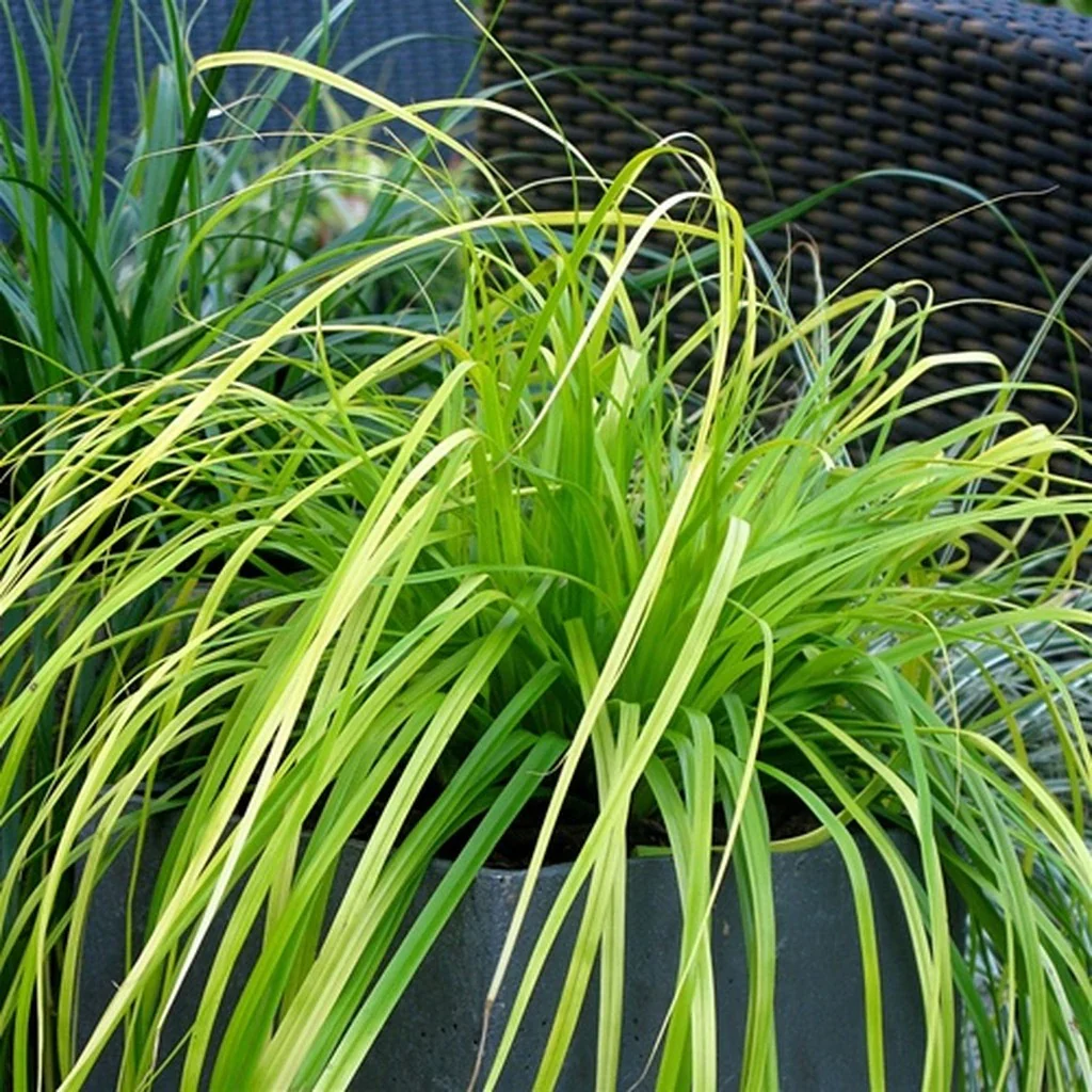 EverColor® 'Everillo' Sedge (Carex) - Image 2