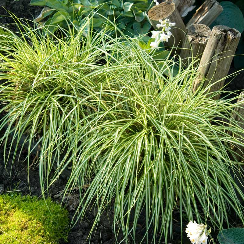 'Evergold' Sedge (Carex) - Image 4