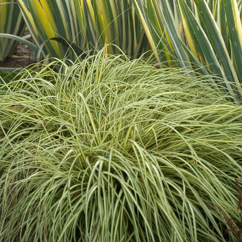 'Evergold' Sedge (Carex) - Image 5