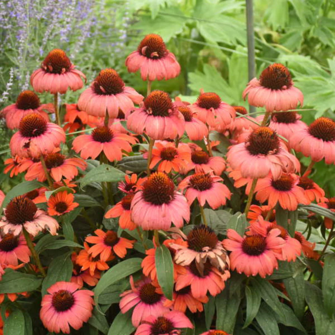 Eye-Catcher® 'Tanager' Coneflower (Echinacea) - Image 2